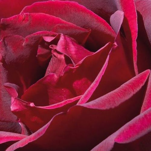 Rosa Papa Meilland® - rosa de fragancia muy intensa - Árbol de Rosas Híbrido de Té - rosal de pie alto - rojo - Alain Meilland- forma de corona de tallo recto - Rosal de árbol con forma de flor típico de las rosas de corte clásico.